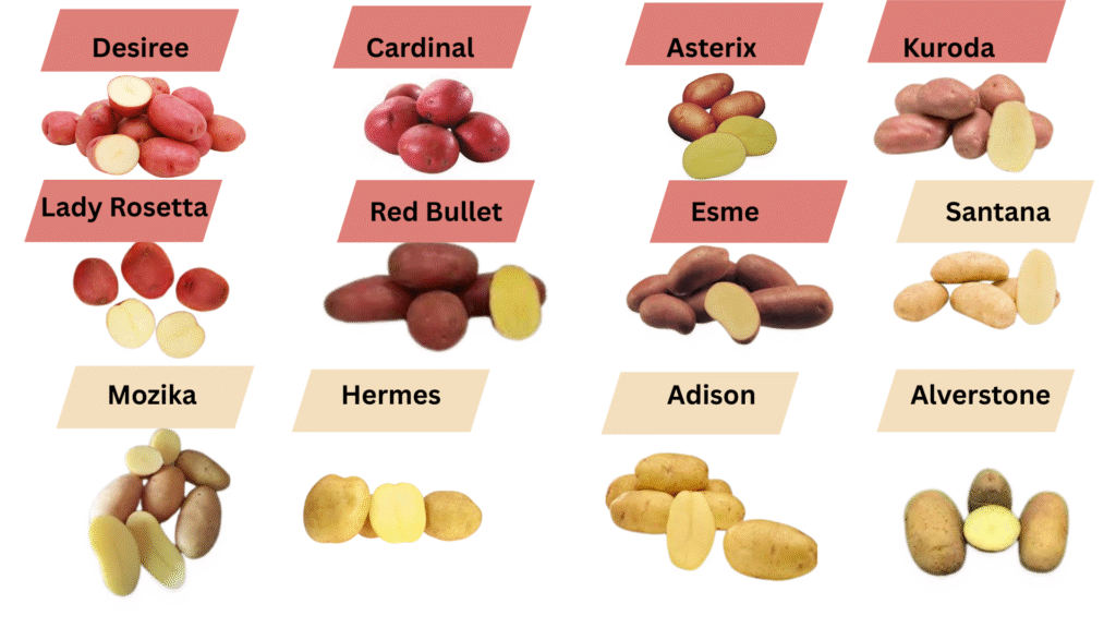 potato varieties grown in Pakistan