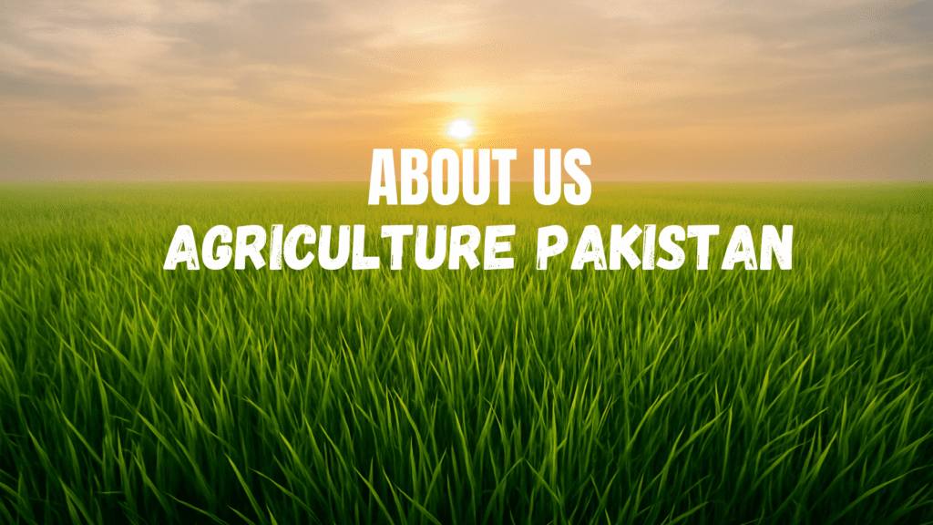 About us in a rice field in background with sunset view
