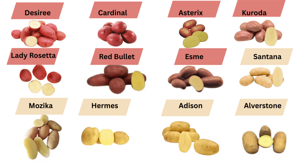 potato varieties grown in Pakistan