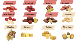 potato varieties grown in Pakistan