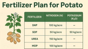 Fertilizer Plan for Potato – Advanced variety-wise fertilizer schedule showing nutrient requirements for Esme, Santa, Lady Rosetta, Asterix, Hermes, Alverstone, Mozika, Red Bullet, and Adison potatoes."